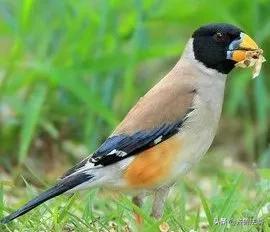 爱它，就请放过它青岛检察院就一起非法狩猎野生鸟类案提起诉讼