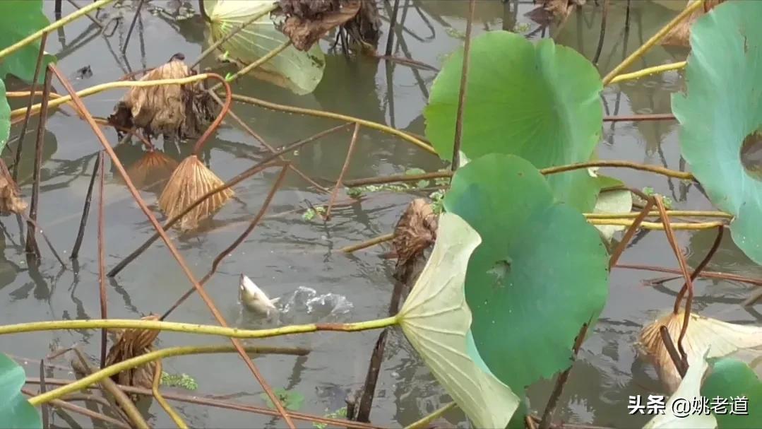 天凉后钓鱼,天凉了夜钓怎么钓好