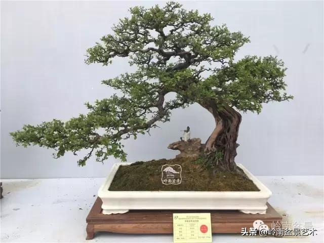 大树型雀梅造型,雀梅盆景怎么养才能爆盆