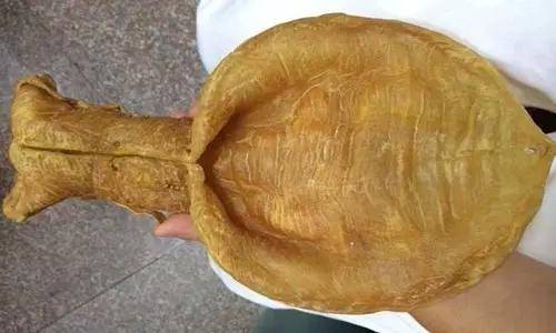 鱼胶知识大全视频,最全常识看完涨知识