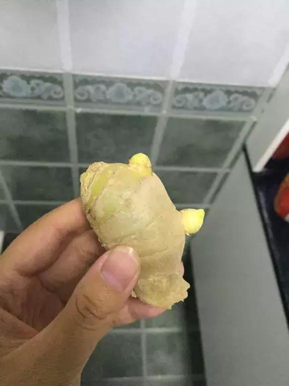 生姜入窖不到一月发芽怎么处理,生姜发芽了放土里面还能结果吗