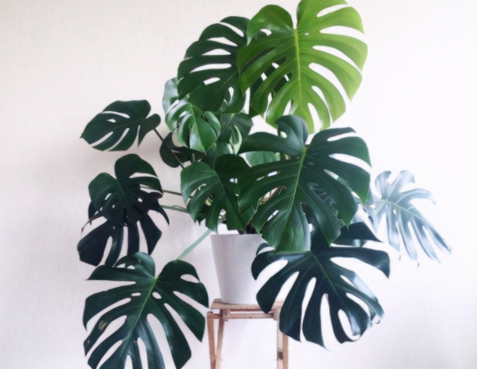 龟背竹叶子发软下垂叶片薄怎么办,龟背竹叶子尖发黄枯萎怎么办