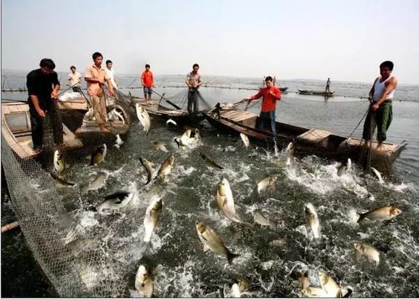 卖养猪饲料利润怎么样,卖饲料的辛苦