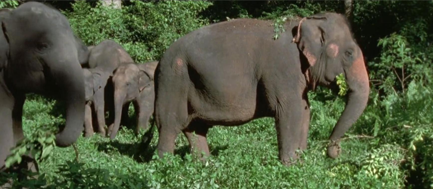 黄喉捕猎猴子全过程,野外捕杀猴子纪录片