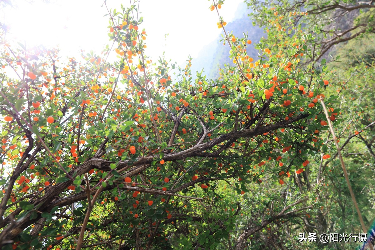 静谧森林和沙漠交界处,静谧森林红色石头
