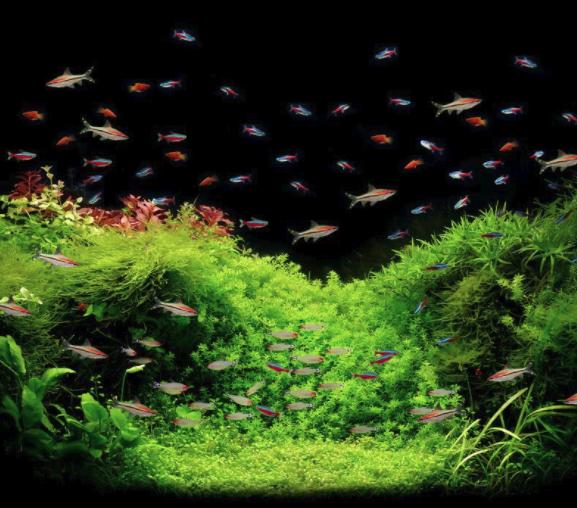 龟缸水腥臭味怎么处理,鱼缸臭味怎么解决