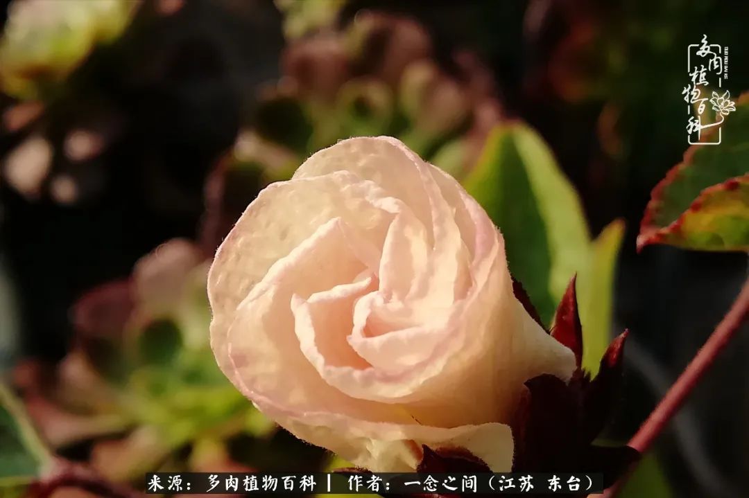 一见多肉误终生,一见多肉误终生从此钱包成路人