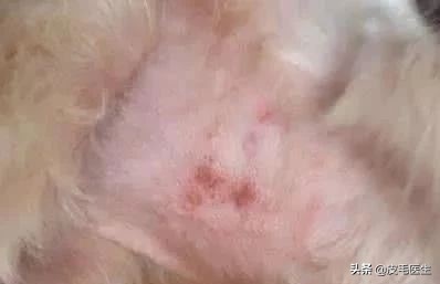 猫狗引起的皮肤瘙痒,猫狗病毒携带及预防