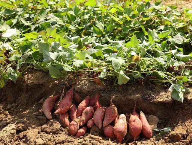 红薯出芽少怎么回事,红薯不控旺是什么原因