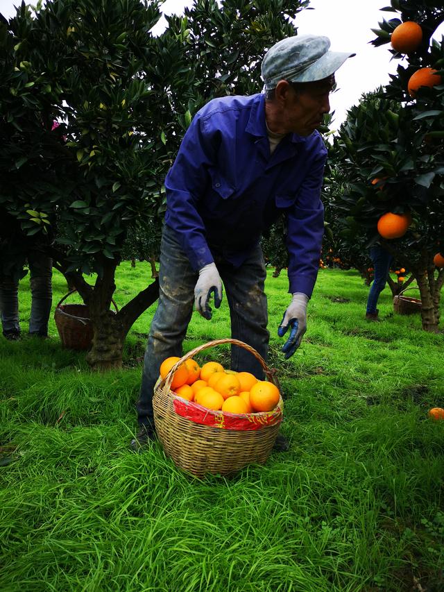 秭归一年四季都有哪些橙子,秭归悬崖上的橙子