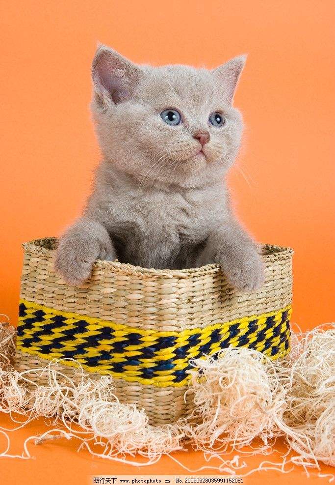 猫咪中毒以后如何自己救活他,猫咪中毒的症状及治疗