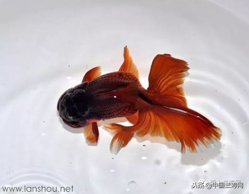 十大最稀有的金鱼品种,比较大的金鱼品种有哪些