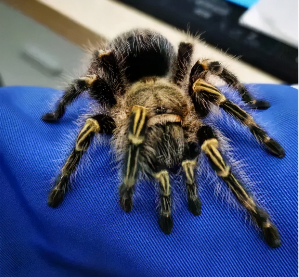 巴西金蜘蛛有毒吗,巴西金直间蜘蛛属于几级保护动物