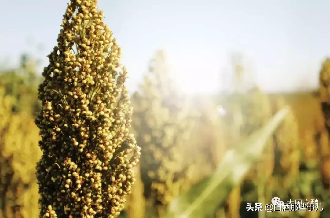 茅台五粮液到底哪个好,茅台五粮液郎酒哪个更好