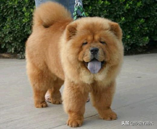 比尼熊狗狗价格,阿拉斯加狗狗价格