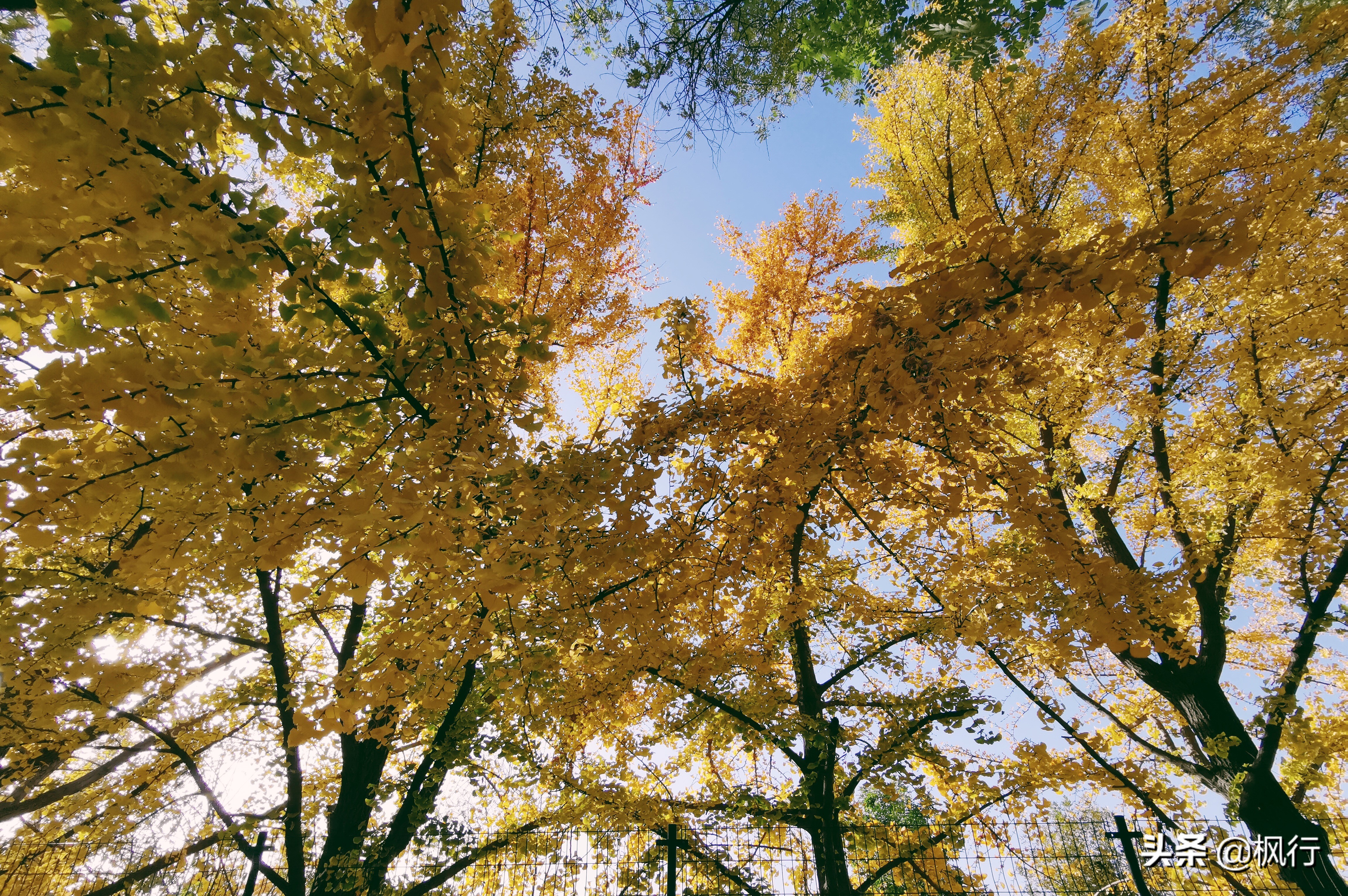 北京18个看银杏的好地方在哪,北京八大处看银杏攻略