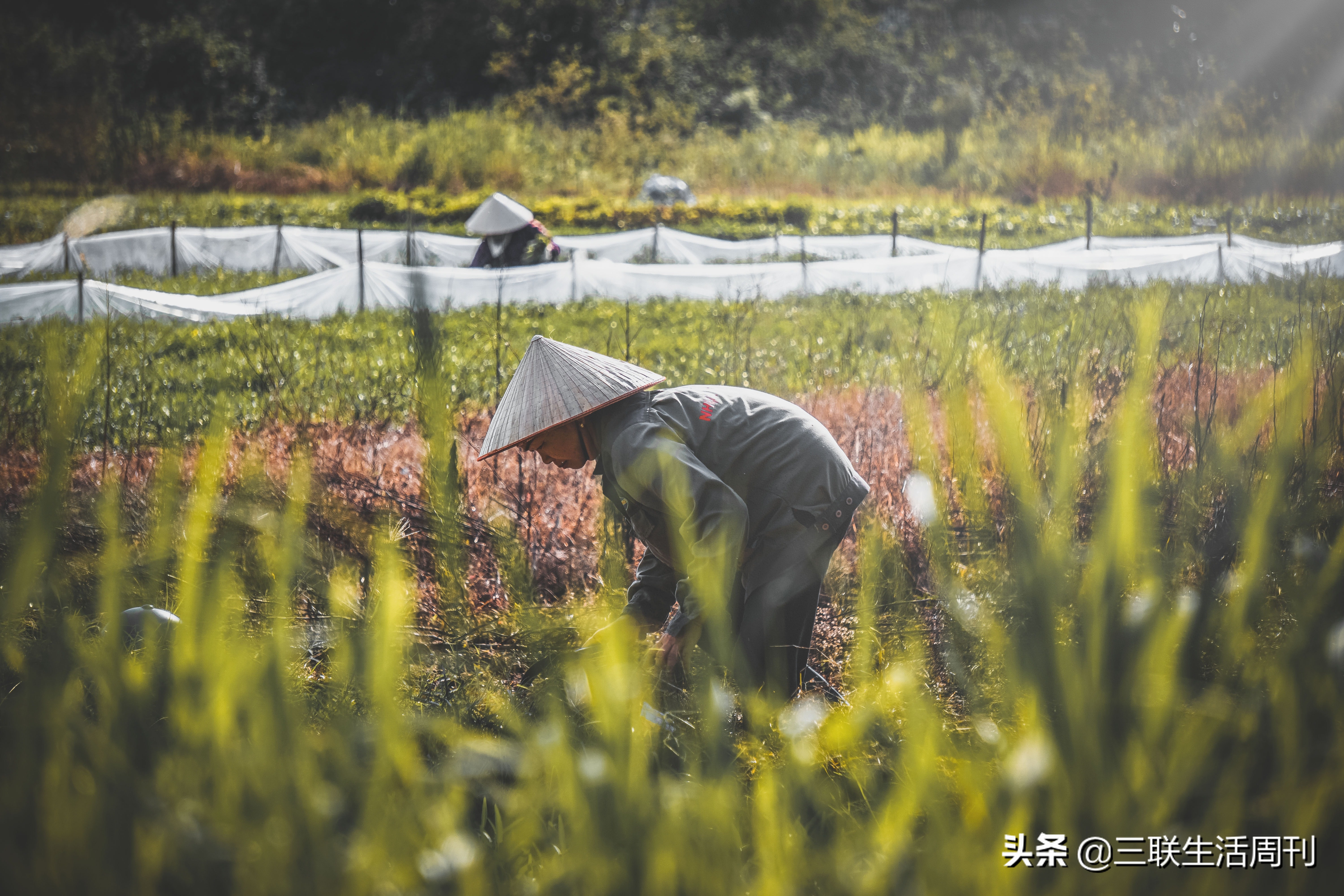女子干完农活在田埂上跳古典舞,在家跳古典舞的女人