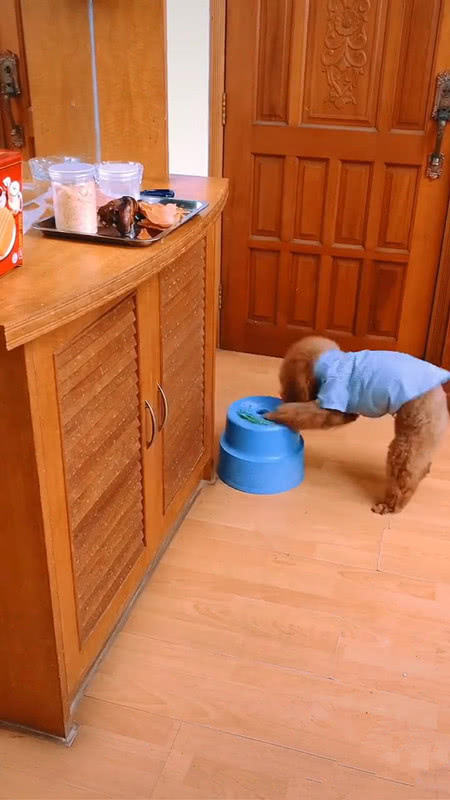 泰迪偷东西视频,泰迪的5个怪异行为