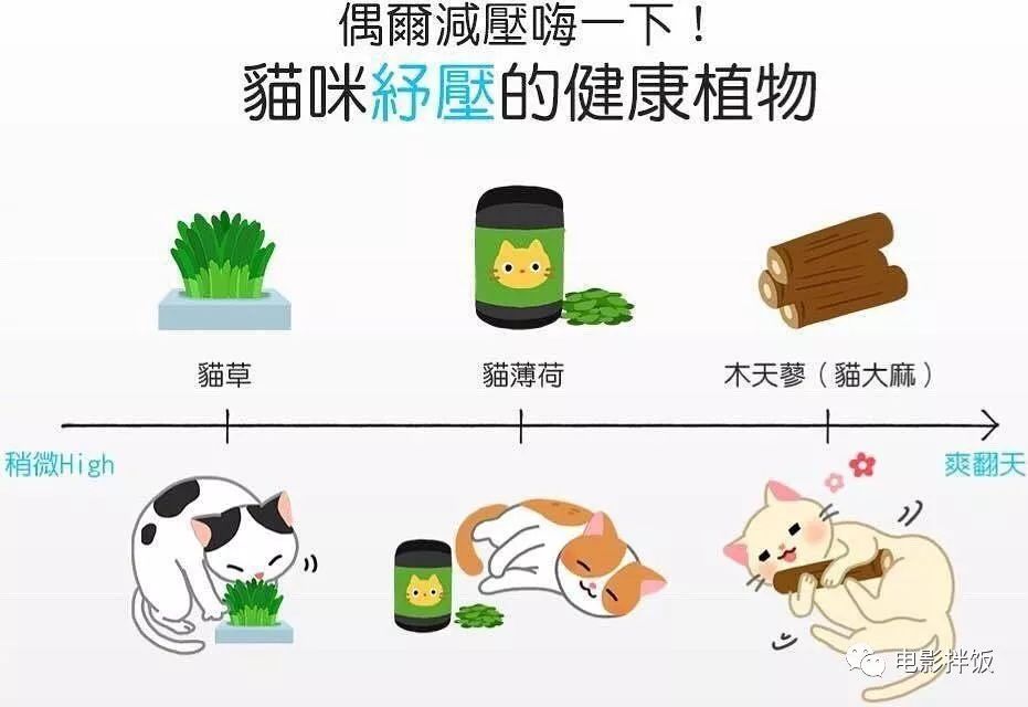 幼猫打疫苗和驱虫可以同时进行吗,猫猫驱虫和打疫苗可以同时进行吗
