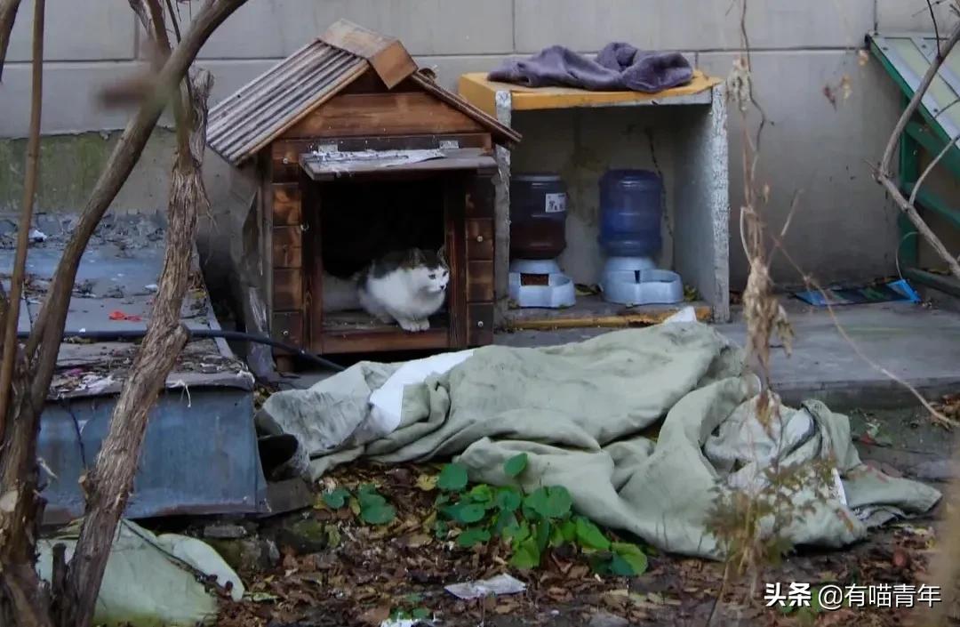 北大猫咪图鉴,中国人民大学猫咪图鉴