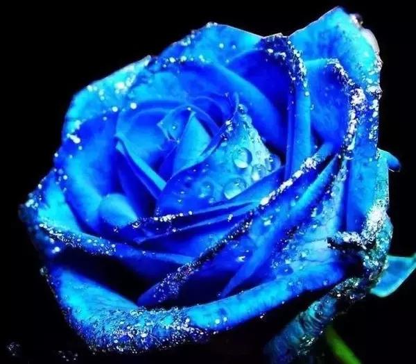 情人节送粉色玫瑰还是红色玫瑰,情人节送白玫瑰的花语和寓意