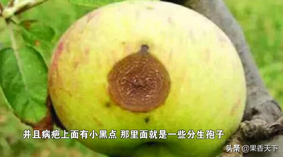 红富士苹果烂果多是怎么回事,红富士苹果有果锈是怎么回事