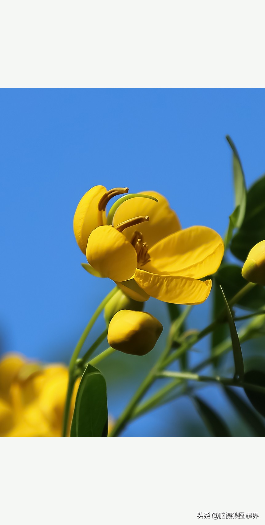 怎么拍摄好看的花和天空,如何拍出好看的天空树叶照
