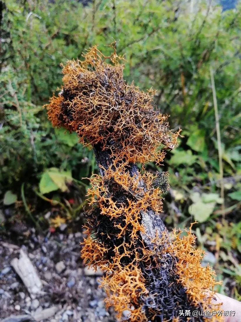 梅里北坡徒步最全攻略,梅里北坡徒步全攻略