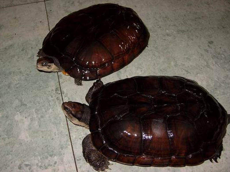 石金钱龟喂食,广东石金钱龟几月开始喂食