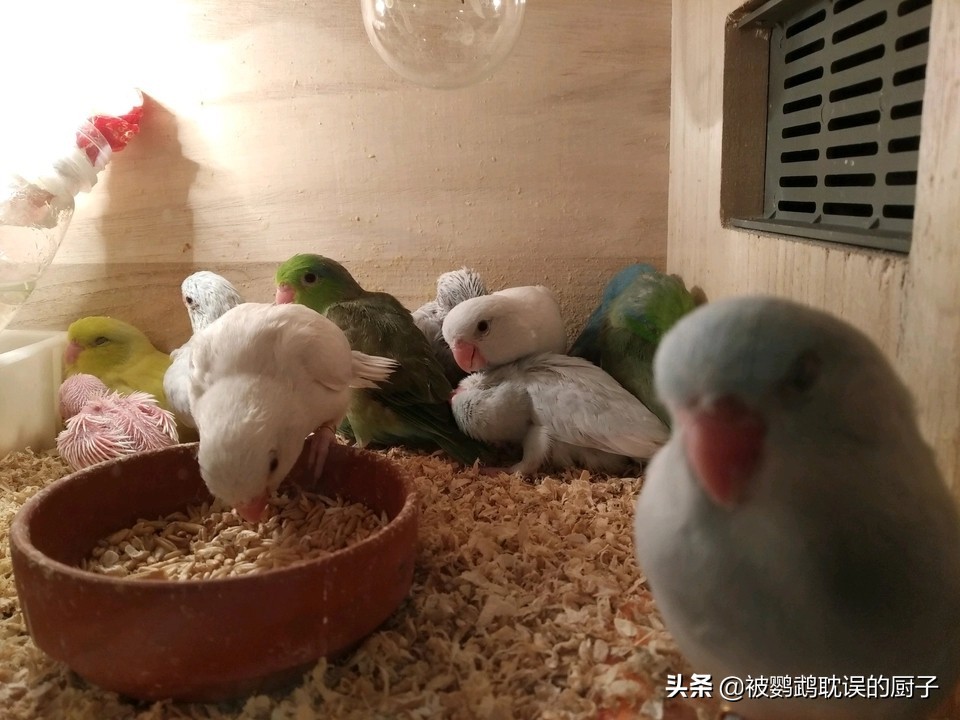 新手铲屎官第1次养猫,新手铲屎官适合什么猫