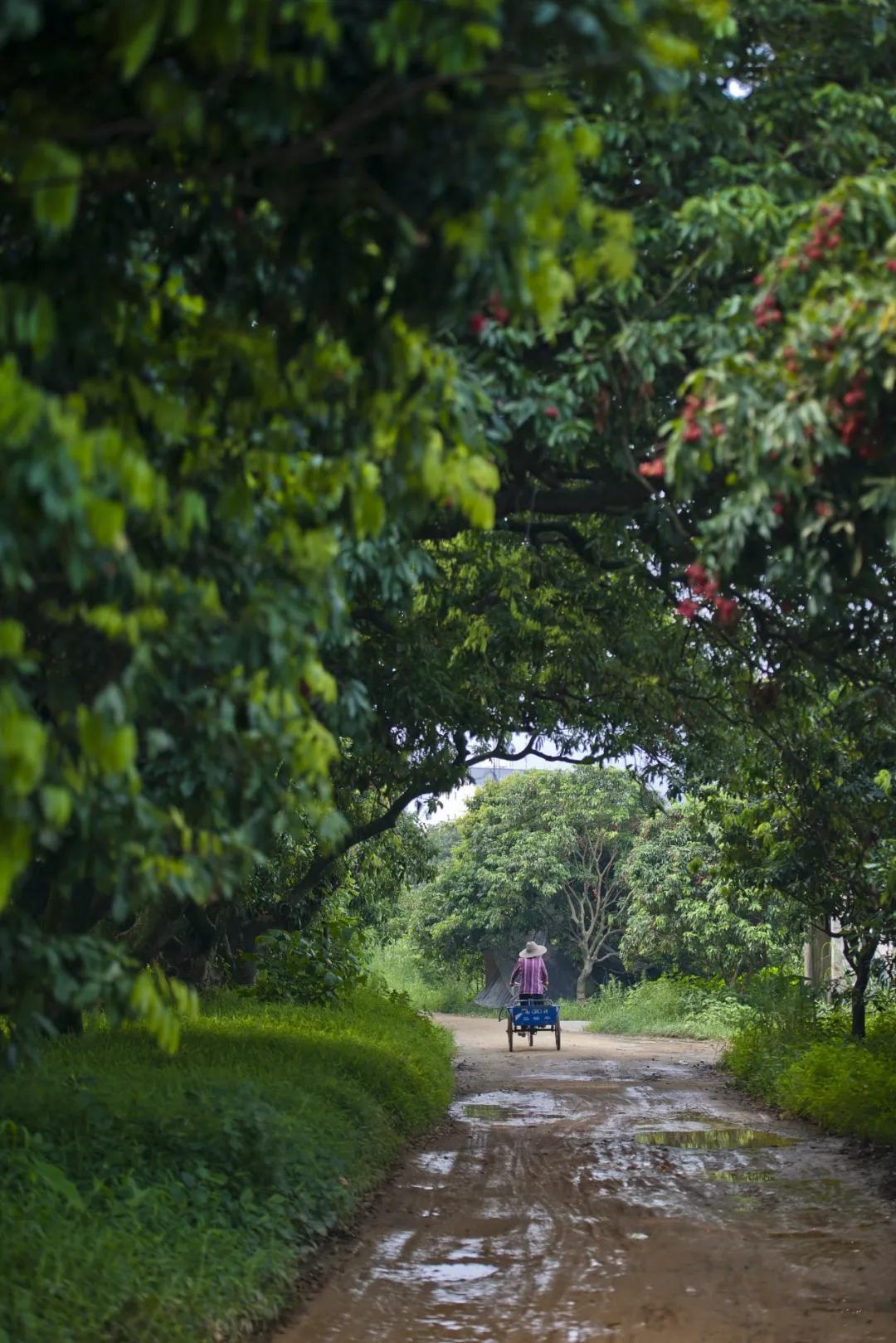 中国哪里的荔枝最甜,全国荔枝最好吃的地方