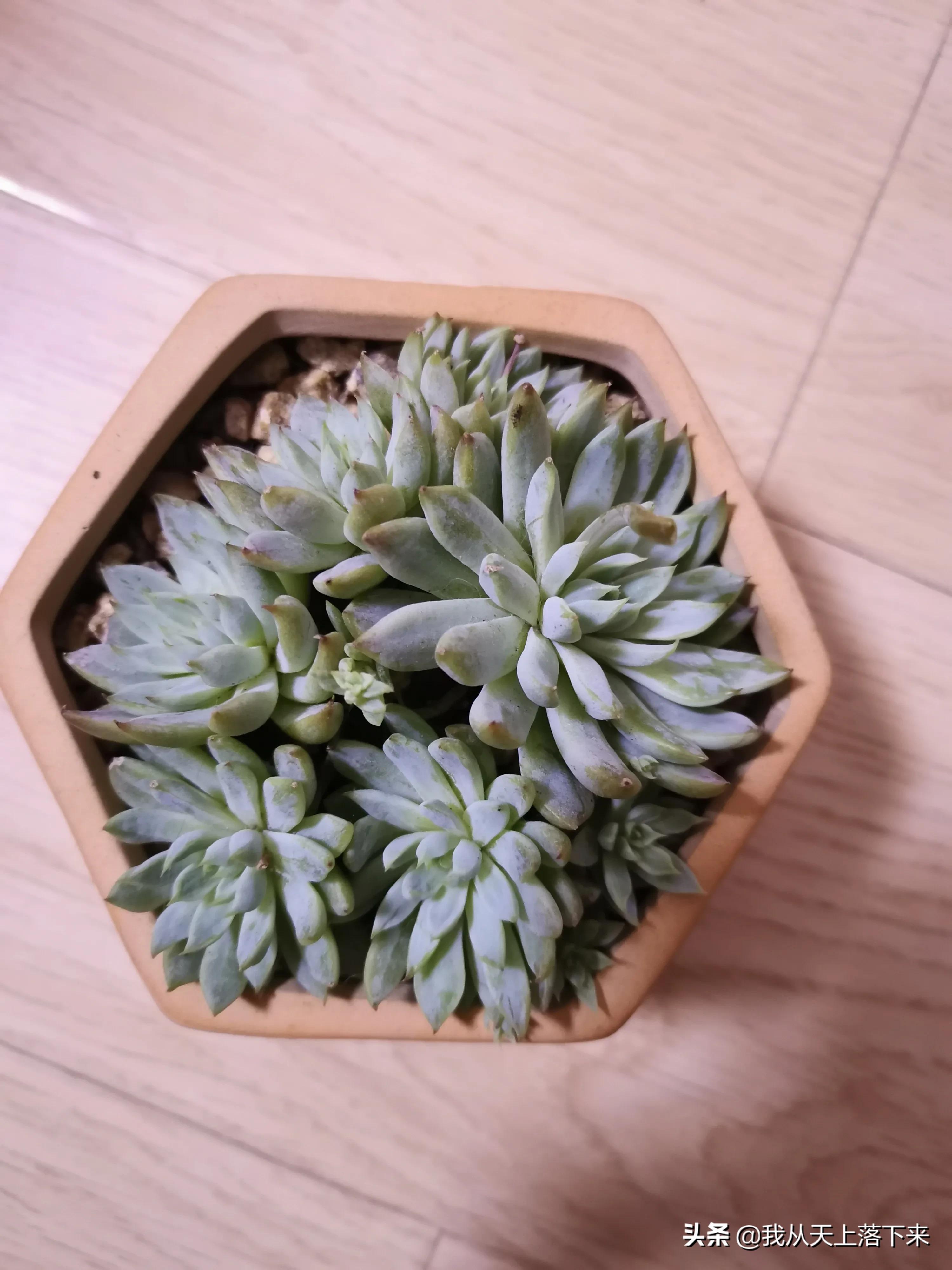 89种常见多肉植物品种图，实物拍摄，还不认识的小伙伴赶紧收藏好