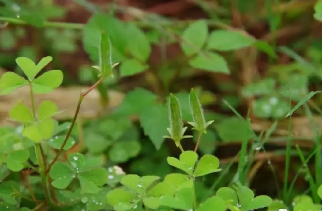 乡村旅游养生项目,乡村旅游项目怎么做最好