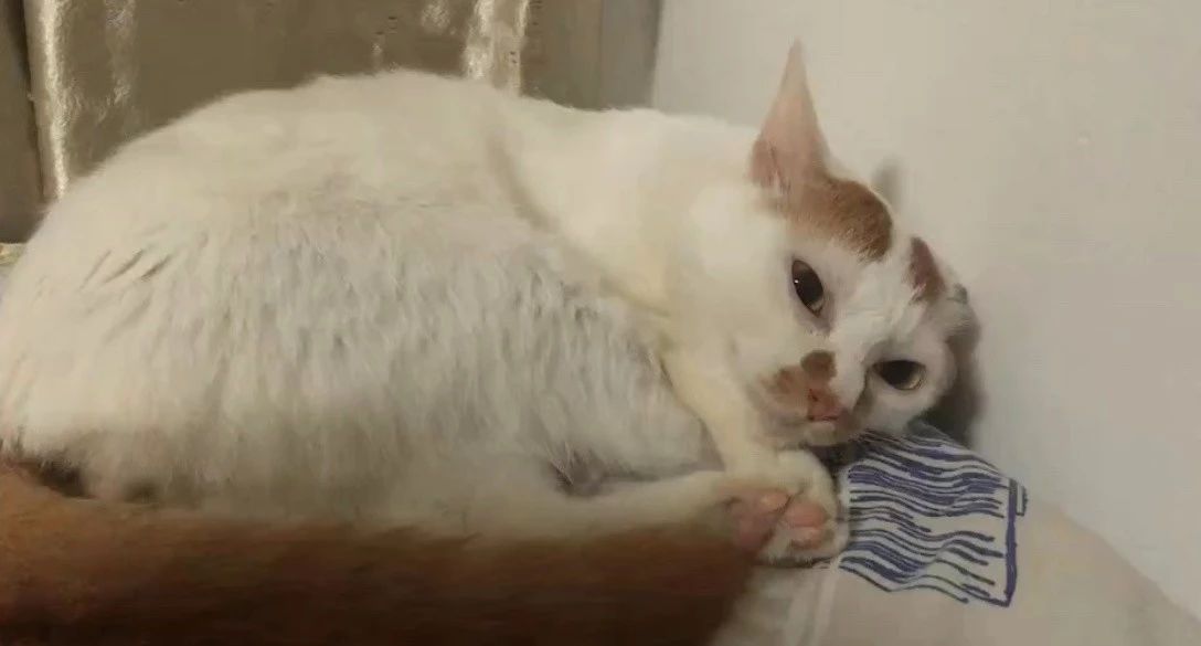 猫咪能吃哪些维生素,猫咪能吃太多营养补充剂吗