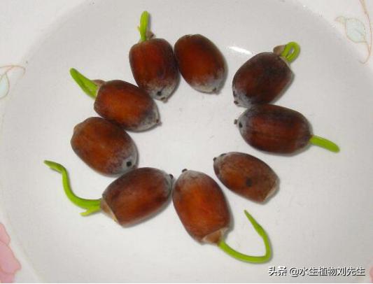 用莲子种的荷花第一年能结藕吗,用莲子盆栽荷花怎么种