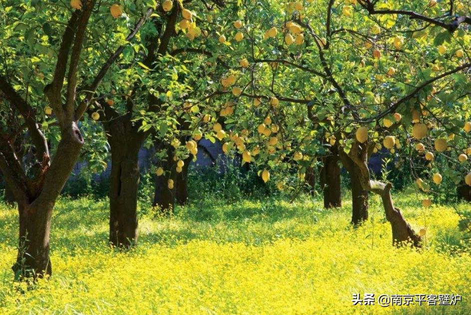 真火壁炉适合什么木材,真火壁炉燃料