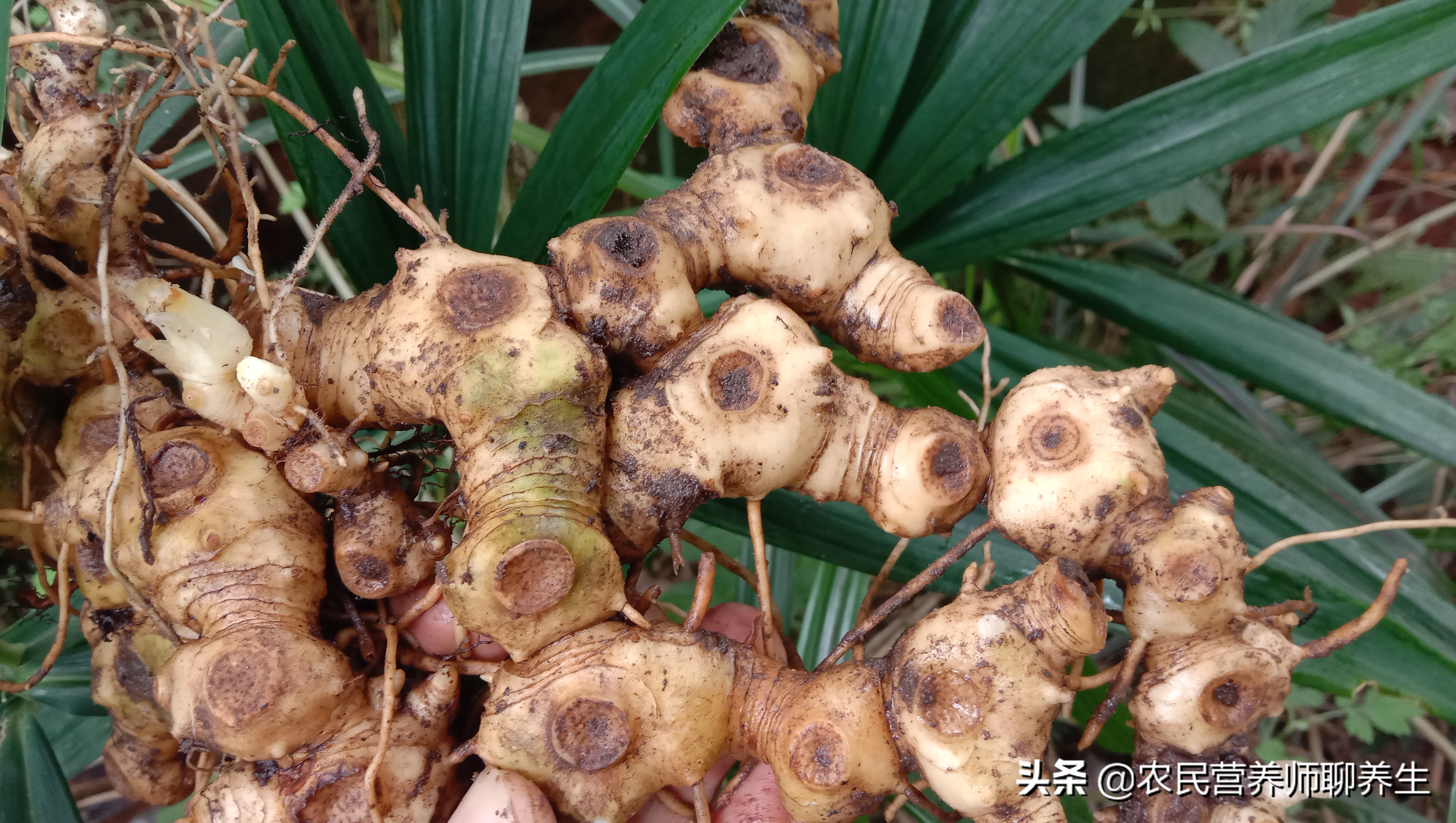 农民叫它“鸡头参”,加枸杞煮水,让爷爷童颜焕发,值得一看