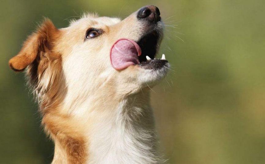 别再嫌弃狗狗舔人脏，其实它想要表达这几件事