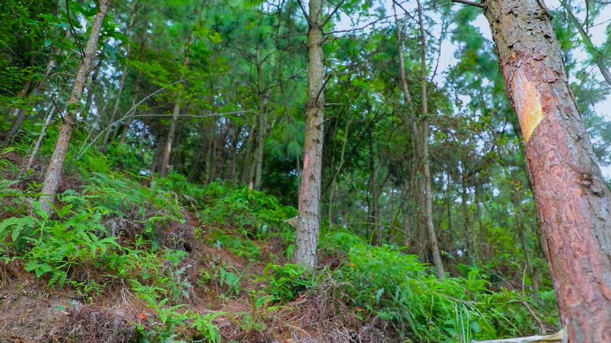 环广西8天游攻略,环广西7天自驾游