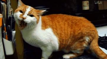 打猫可以纠正猫的坏行为吗,猫犯错了可以关起来吗