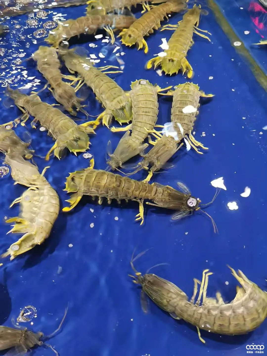 星月五指山料和毛感料区别,海南毛感星月介绍