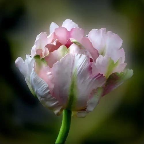 月季花的花花世界,郁金香的花海视频