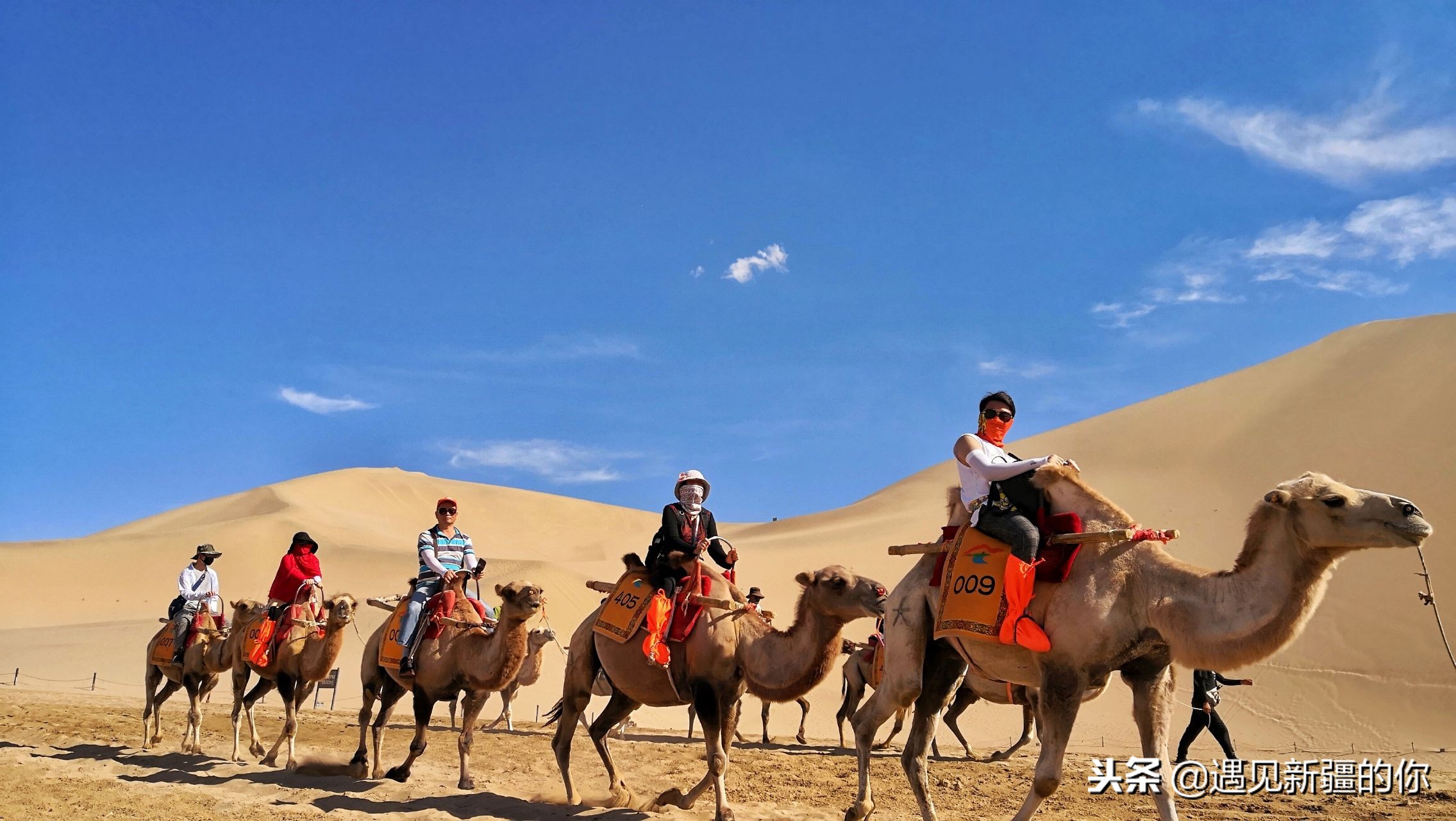 *疆新**天山南麓的一个山区产一种奶，受到游客的追捧千万别错过