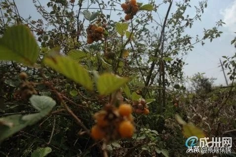 农村比较常见的中草药,农村不可碰的十种草药