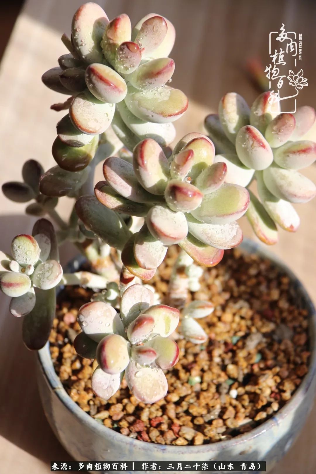 有多肉，有狗狗，给生活多一点惊喜