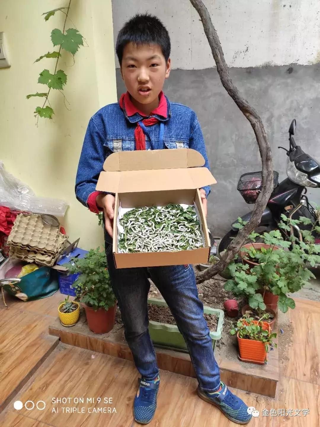 第一次养蚕作文,养蚕的作文三年级300字