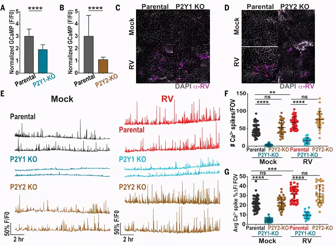 轮状病毒腹泻的科普,轮状病毒腹泻案例分析