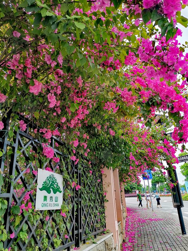 带父母游或亲子游，广西南宁+德天跨国大瀑布轻松游记行程攻略