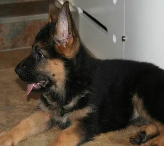 温柔的中亚牧羊犬,温柔的黑犬