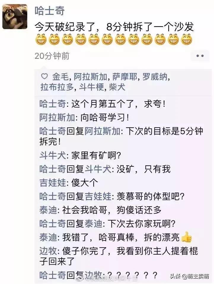 狗拟人化的性格,各种狗狗拟人化